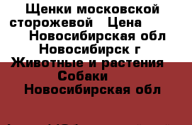 Щенки московской сторожевой › Цена ­ 10 000 - Новосибирская обл., Новосибирск г. Животные и растения » Собаки   . Новосибирская обл.